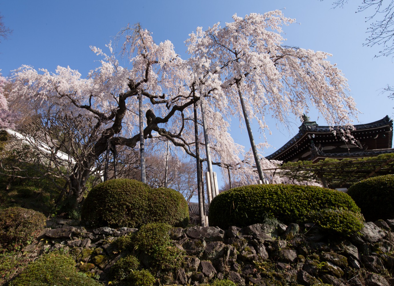 京都善峯寺のしだれ桜