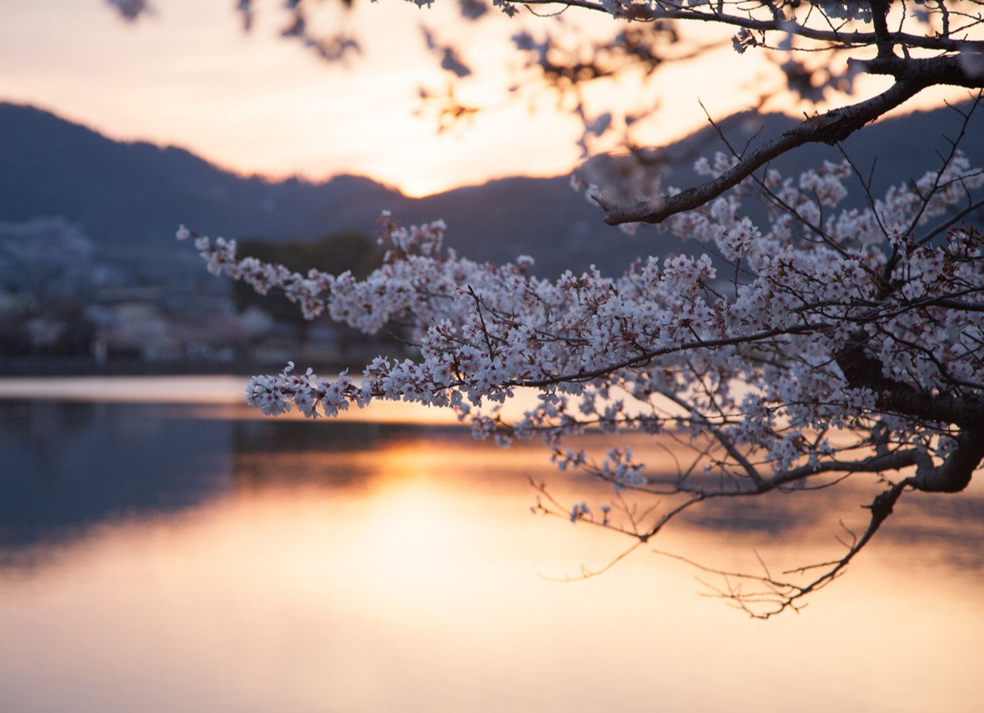 京都大沢池の桜