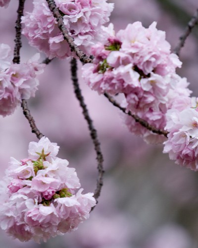 京都醍醐寺の八重桜