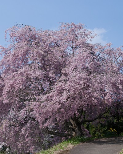 小川村番所の桜