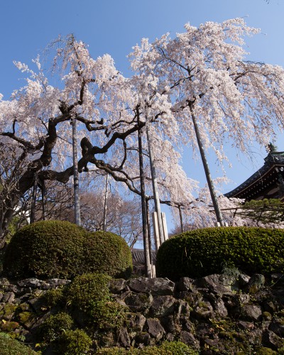 京都善峯寺のしだれ桜