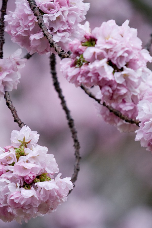 京都醍醐寺の八重桜