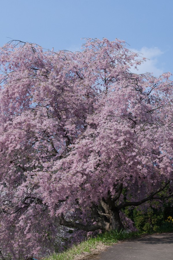 小川村番所の桜